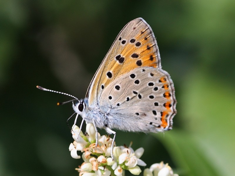 Escursione nel Parco del Ticino